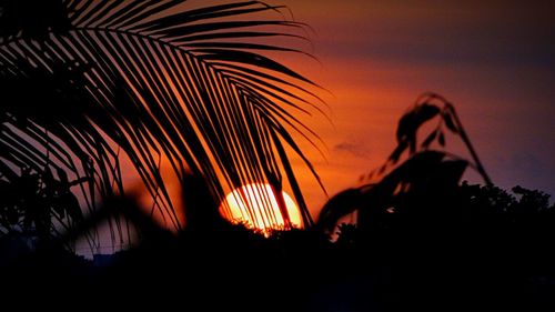 Close-up of silhouette plant against sky at sunset