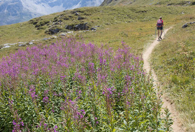 Hiker dressed in the same color as willowherbs in the mountains in summer