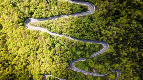 High angle view of road amidst trees