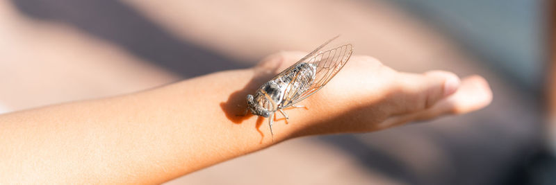 Kid hand holding cicada cicadidae a black large flying chirping insect or bug or beetle on arm
