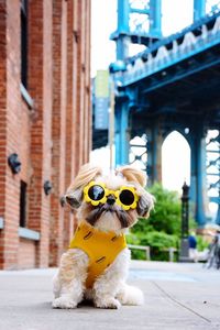 Close-up portrait of dog wearing sunglasses while sitting on sidewalk