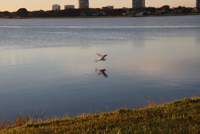 Bird flying over lake during sunset