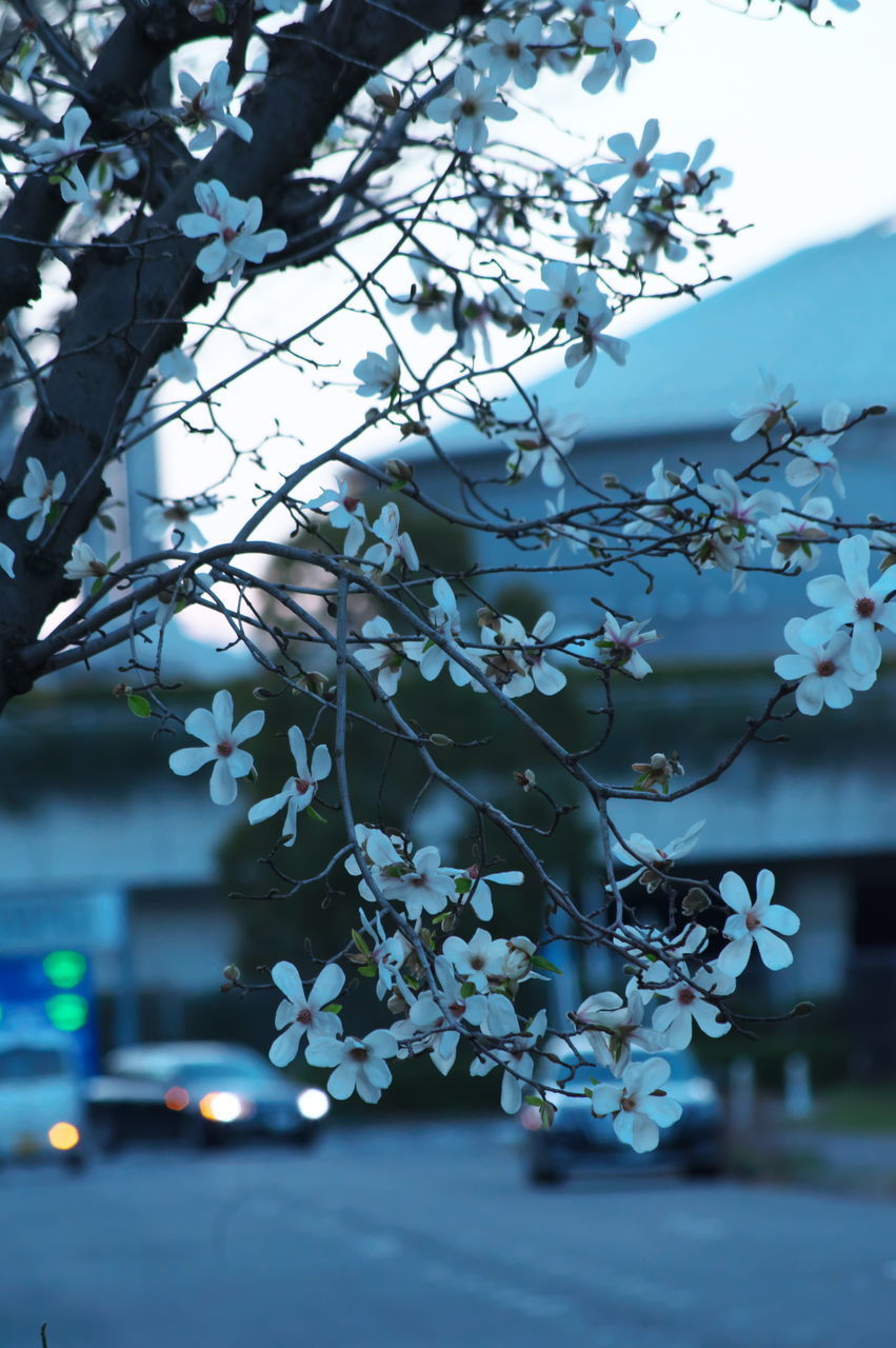 CLOSE-UP OF CHERRY BLOSSOM TREE