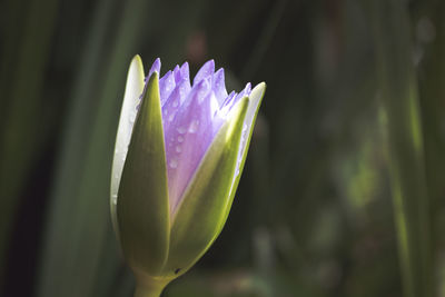 Close-up of purple flowering plant