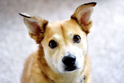 Close-up portrait of dog