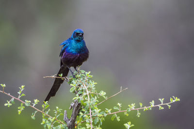 Close-up of bird perching on plant