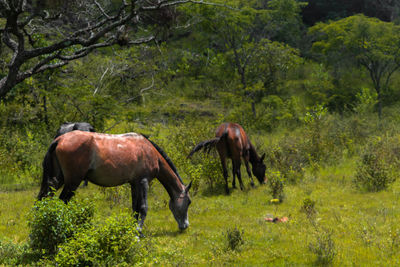 Horses in a field