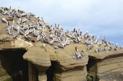Pelicans on cliff