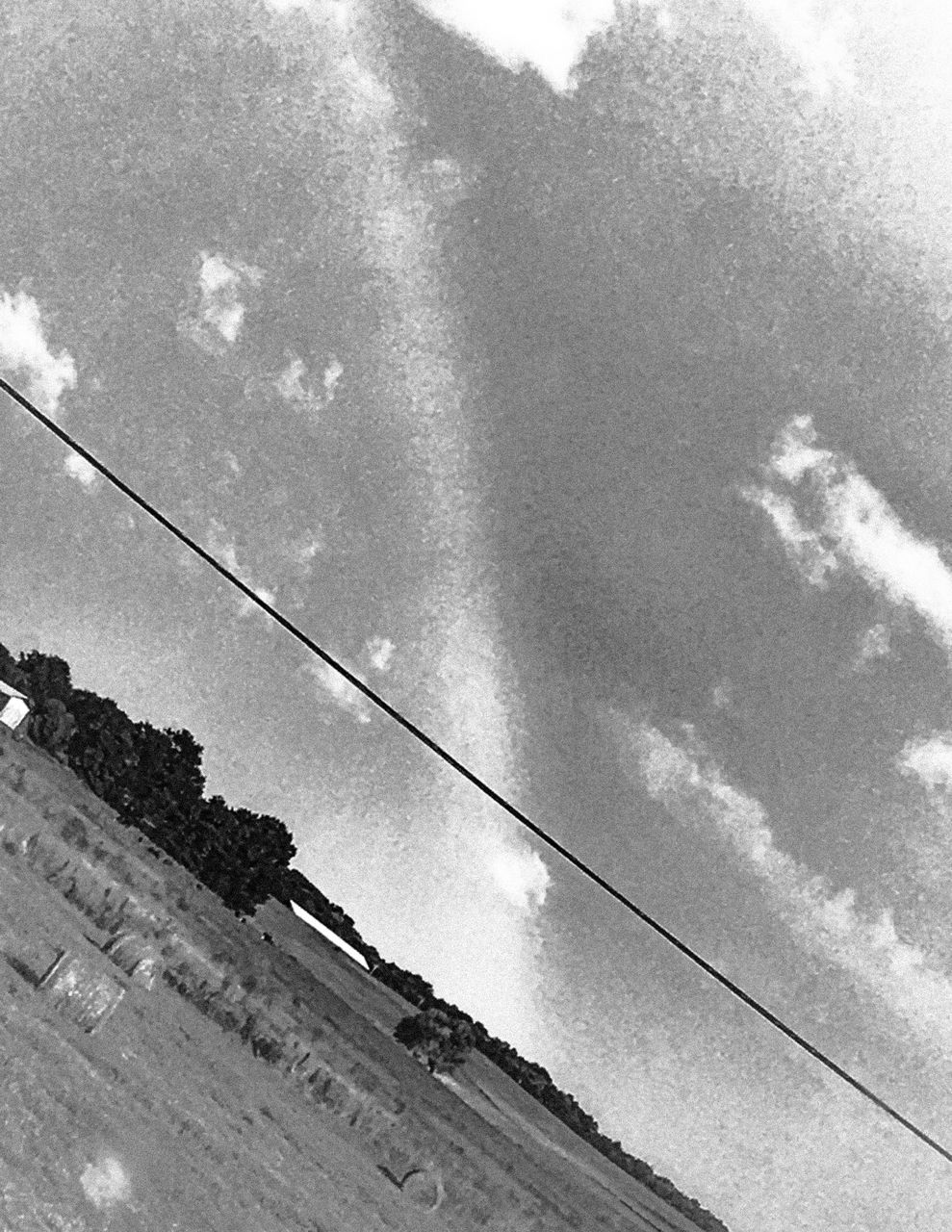 LOW ANGLE VIEW OF TREES AGAINST SKY