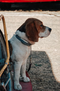 Portrait of dog