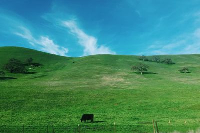 Scenic view of grassy field against sky