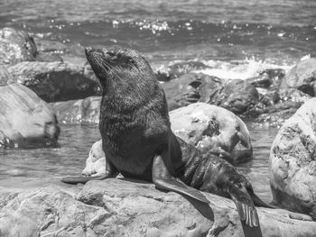 High angle view of seal on rock