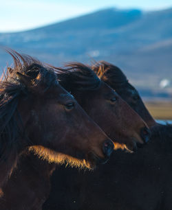 Horses against mountain