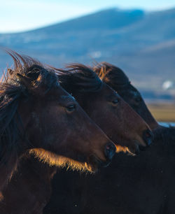 Close-up of a horse in the water