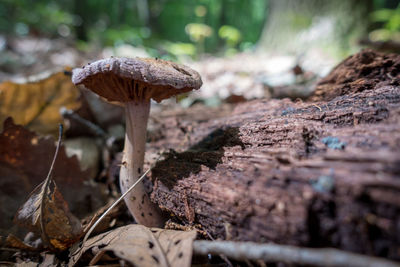 Close-up of fly agaric mushroom