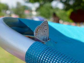 Close-up of butterfly on leaf at swimming pool