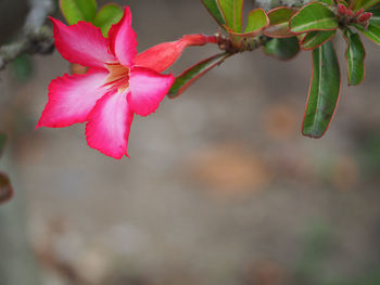 Close-up of flower blooming outdoors