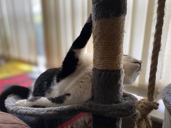 Cat sleeping in a home