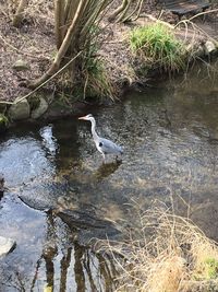 High angle view of bird in lake