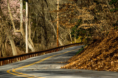 Empty road amidst trees