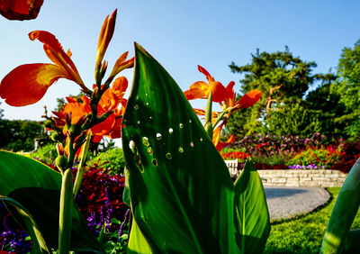 Close-up of red flowering plant in park