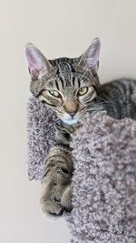 Close-up portrait of tabby cat