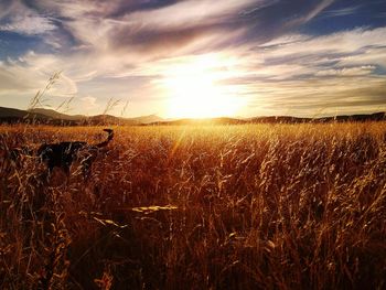 Scenic view of field against sky at sunset