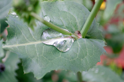 Close-up of raindrops on leaves