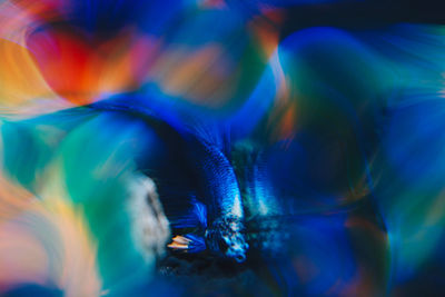 Close-up of jellyfish in water