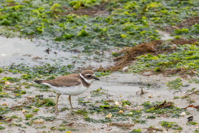 High angle view of bird on field