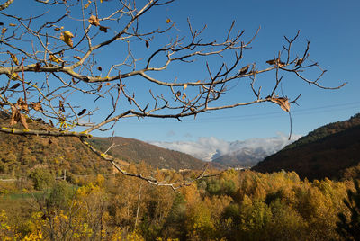 Low angle view of tree against mountain range
