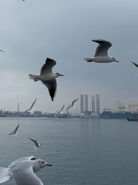 Seagulls flying over sea against sky