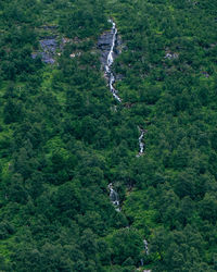 High angle view of trees in forest