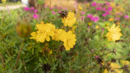 Close-up of insect on yellow flower