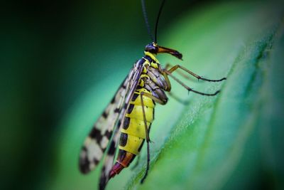 Close-up of butterfly on plant