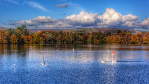 Swan swimming in lake against sky