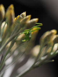 Close-up of flowering plant