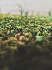 Close-up of moss on land