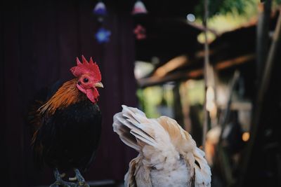 Close-up of rooster