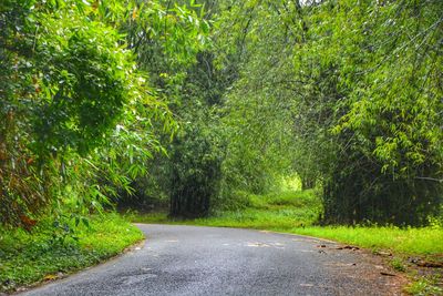 Road amidst trees in forest