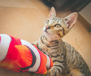 Close-up of a cat looking away