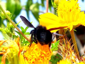 Close-up of insect on yellow flower