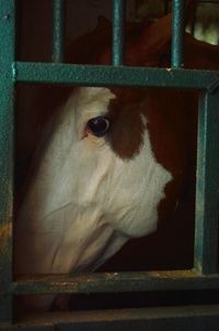 Close-up of white horse in stable