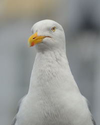 Segull looking for food at a restaurant