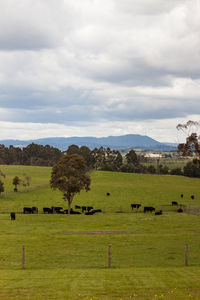 Scenic view of grassy field against sky