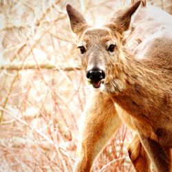 Portrait of deer