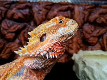 Close-up of a lizard