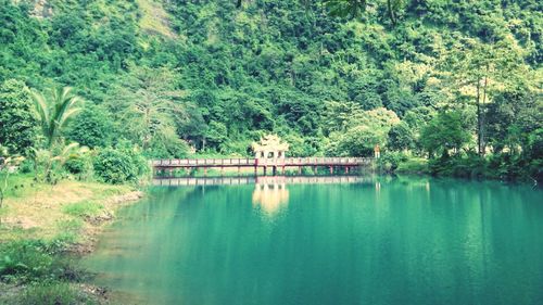 Reflection of trees in lake