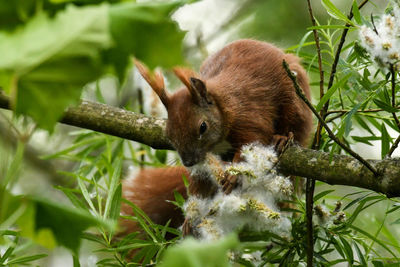 Close-up of squirrel