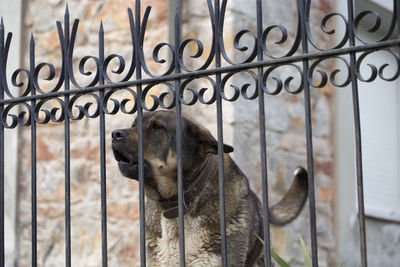 Close-up of dog seen through metal